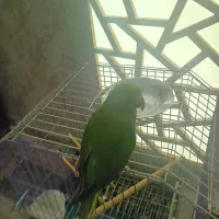 طوطی ملنگو