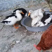 تعداد چند عدد اردک محلی