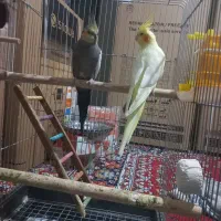 یک جفت عروس هلندی مولد بفروش می رسد|پرنده|نورآباد, |دیوار