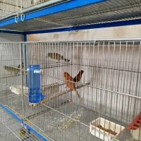 پرنده فروشی طاها|پرنده|فسا, |دیوار