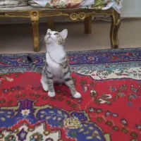واگذاری رایگان گربه