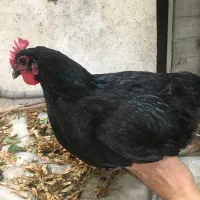 مرغ و خروس و جوجه