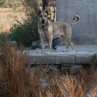 سرابی|سگ|خوی, |دیوار
