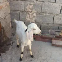 گتاچ دوقلو زا نسل دار زیر قیمت بازار|حیوانات مزرعه|ایرانشهر, |دیوار