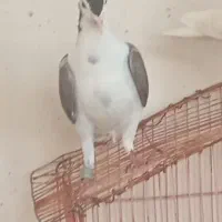 کبوتر گمشده