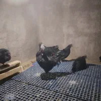 مرغ و خروس ایام سمانی|حیوانات مزرعه|یزد, |دیوار