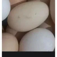 تخم مرغ محلی تازه ۱۵ هزار