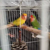 عروس هلندی سخنگو ،کوتوله