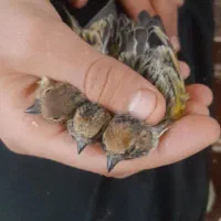 سهر دهن دار