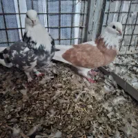 سرور|پرنده|ماکو, |دیوار