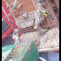 دوعددسهره یکی نرویگی بچه سهره باهم جفتی۱۲۰۰۰۰۰۰|پرنده|تبریز, |دیوار