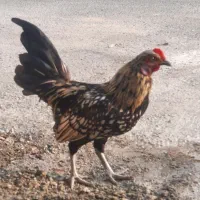 ۲ عدد خروس یک مرغ