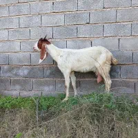 بز یک عدد بزافغانی تبریز شکم اول چپر ۲کیلوی شیر دا