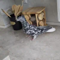 کفتر کبوتر