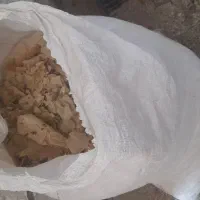 گونی نون خشک
