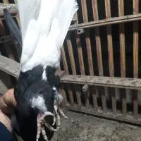 دمسیاه ماده اشعل کوهی دورک|پرنده|باوی, |دیوار