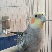 عروس هلندی نر ۱۰ماهه