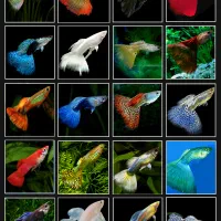 ماهی سرای نیشابور|ماهی|نیشابور, دارایی|دیوار