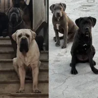 کنکورسو نر و ماده|سگ|کارون, |دیوار