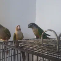 جوجه گیرینچک تازه دون خور شده رام|پرنده|ری, شهادت|دیوار