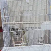 عروس هلندی مولد معاوضه|پرنده|خمینیشهر, |دیوار