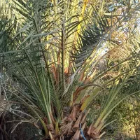 پاجوش نخل برحی