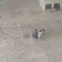 نرسینه سیاه بازیکن
