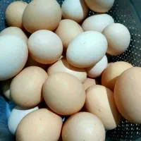 تخم مرغ محلی نطفه دار