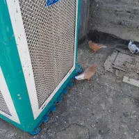 ۶دانه دم سفید و ۴تاطوقی|پرنده|شاندیز, |دیوار