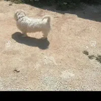 گمشده