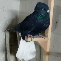 کفتر زاغ دمسفید|پرنده|مشهد, خواجه ربیع|دیوار