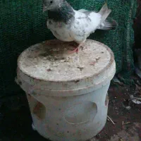 کفتر|پرنده|جیرفت, |دیوار