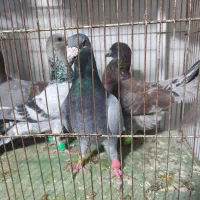 کفتر پلاکی تیر|پرنده|کوه چنار, |دیوار