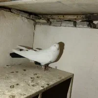 کبوتر دمبی|پرنده|سنندج, |دیوار