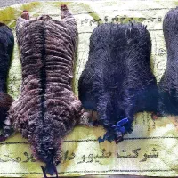 خیگ درجه یک