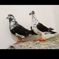 پرنده