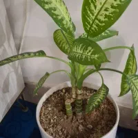 گلهای طبیعی دیفن|گل و گیاه طبیعی|ایذه, |دیوار