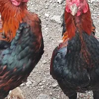 خروس لاری|حیوانات مزرعه|مشگین شهر, |دیوار