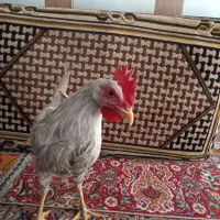 جوجه خروس|حیوانات مزرعه|شیراز, شهرک برق|دیوار