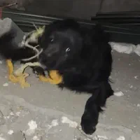 سگ پاکوتاه|سگ|زاهدان, |دیوار