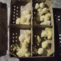 جوجه راس درجه یک