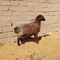 یک میش دورگه دوقلوزا اوست مایه کرد تضمینی