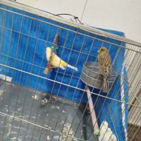 پرنده قناری|پرنده|چهاردانگه (تهران), |دیوار