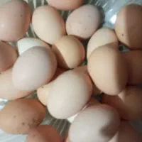تخم مرغ محلی تازه