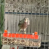 قناری جفتی اوپال نقره ای|پرنده|مرودشت, مختارآباد|دیوار