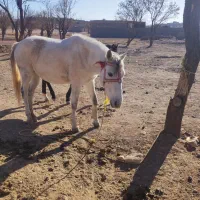 اسب سفید|اسب و تجهیزات اسبسواری|سلیمان, |دیوار