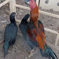 لاری اوشامو