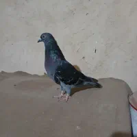 تعدادی کفتر رنگی تکپر|پرنده|مینودشت, |دیوار