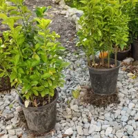 حدود ۲۰۰عدد شمشاد ۳ساله موجوده قیمت ۱۴|حراج|عباسآباد, |دیوار