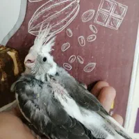 ساعت طرح عروس